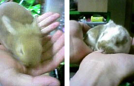 ウサギの赤ちゃん 生後2週間