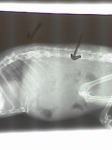 シマリスの腸管壁における多発性腫瘍