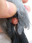 文鳥の尾腺腫