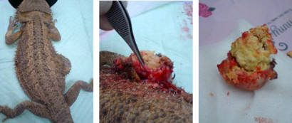 フトアコビゲトカゲの膿瘍