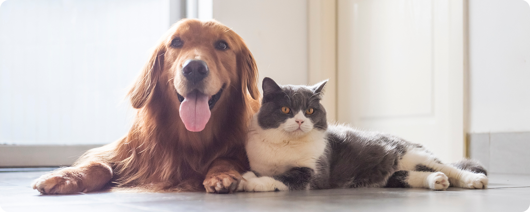 小さい家族の命をまもる街の動物病院 特殊動物や他では診てもらえない動物もご相談ください