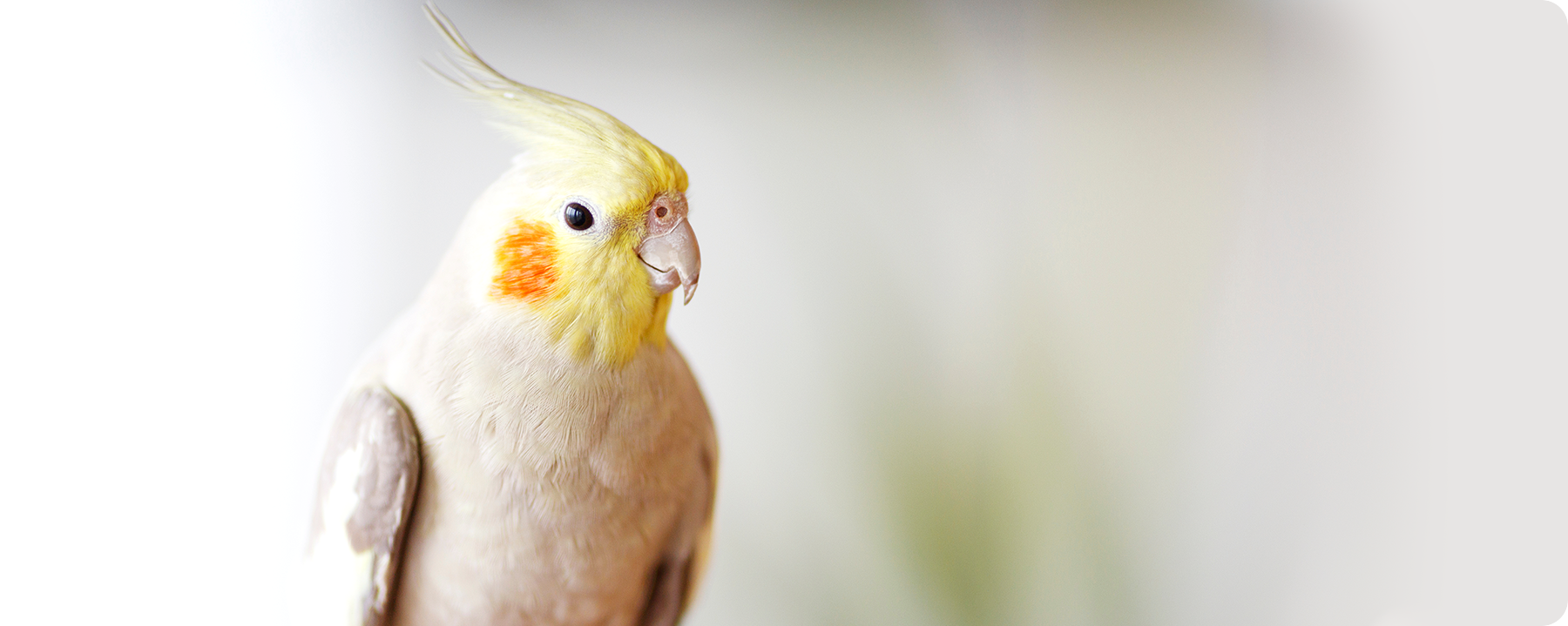 小さい家族の命をまもる街の動物病院 特殊動物や他では診てもらえない動物もご相談ください