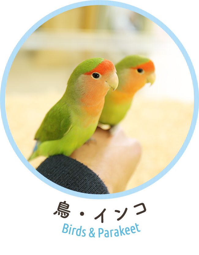 鳥・インコ